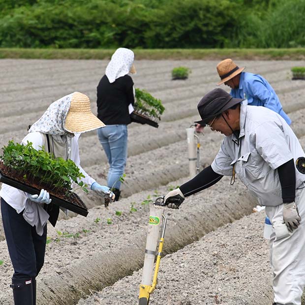 ANAグループ様との黒豆枝豆収穫・出荷支援活動