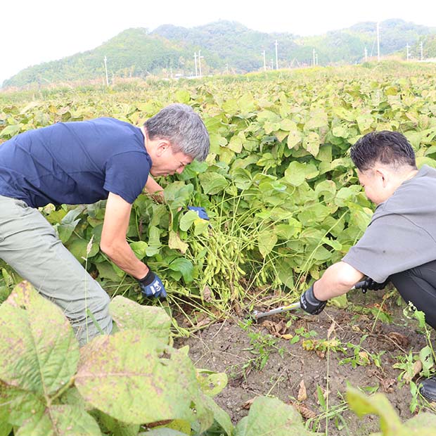 ANAグループ様との黒豆枝豆収穫・出荷支援活動