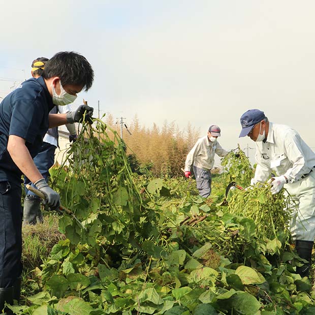 ANAグループ様との黒豆枝豆収穫・出荷支援活動