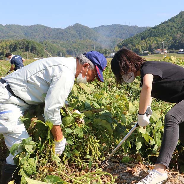 ANAグループ様との黒豆枝豆収穫・出荷支援活動